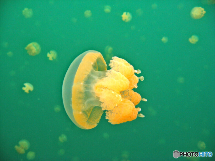 ゴールデンジェリーフィッシュ