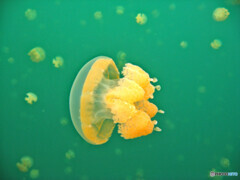 ゴールデンジェリーフィッシュ