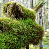 苔モンスター