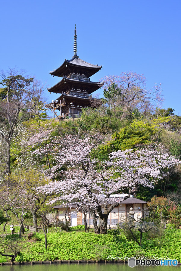 春の横浜三渓園