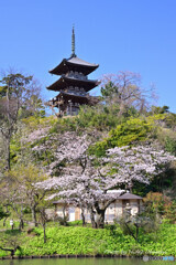 春の横浜三渓園