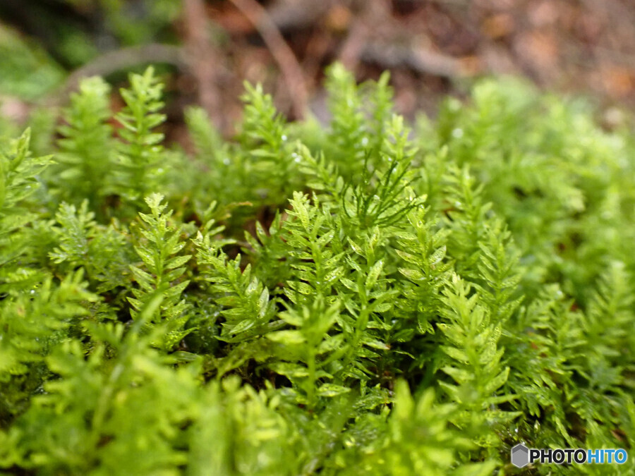 チョウチンゴケの仲間