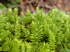 チョウチンゴケの仲間 チョウチンゴケの仲間