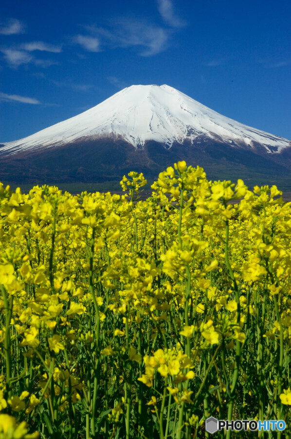 キガラシと富士山
