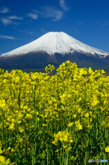 キガラシと富士山