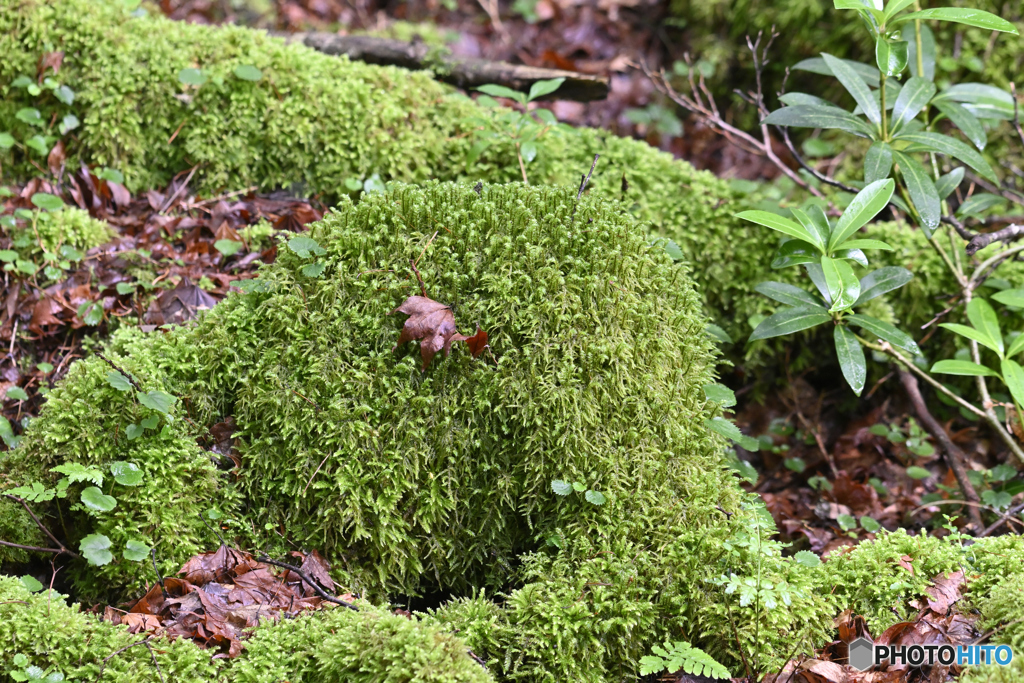 苔むす露出した木の根