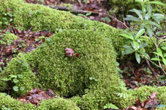 苔むす露出した木の根