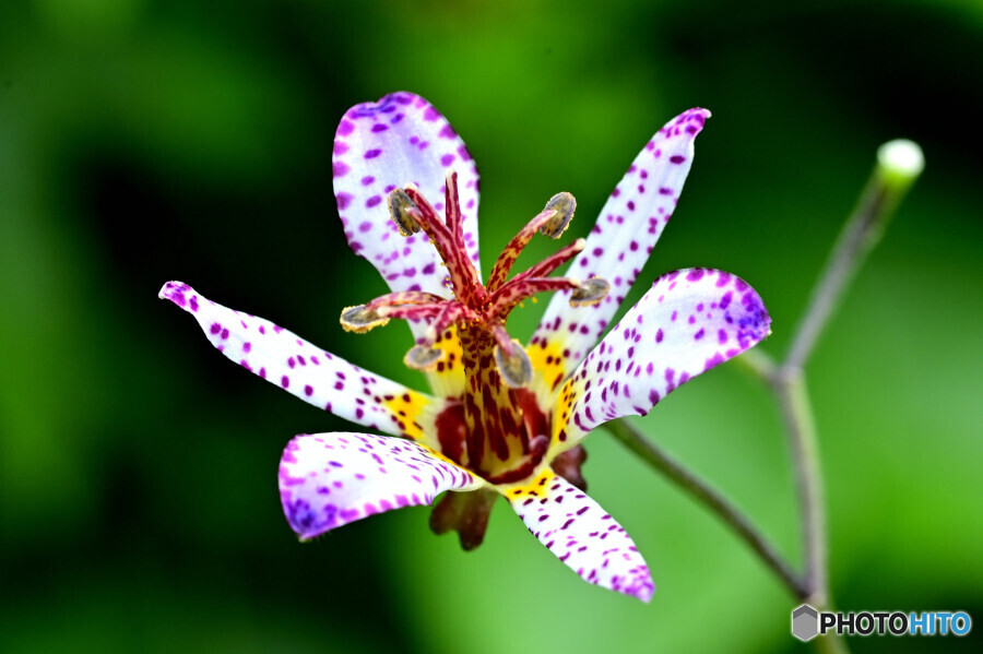 台湾ホトトギス 静