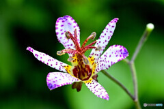 台湾ホトトギス 静