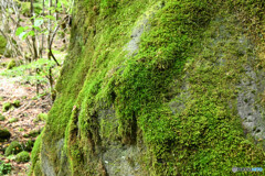 岩盤に張り付く苔たち