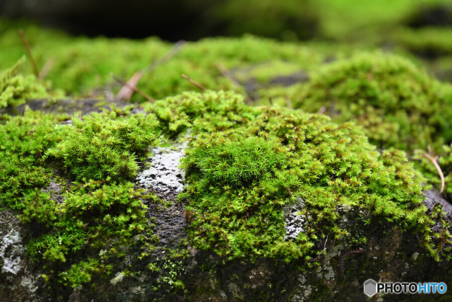 灯籠に張り付く苔たち