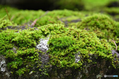 灯籠に張り付く苔たち