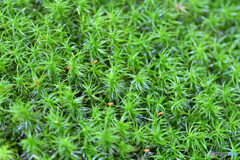 スギゴケの仲間