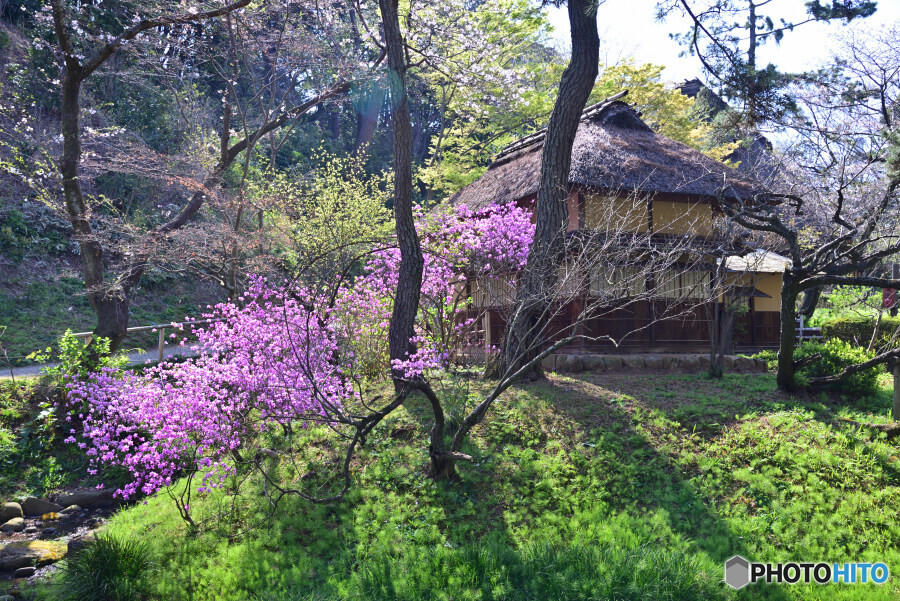 春の三渓園にて