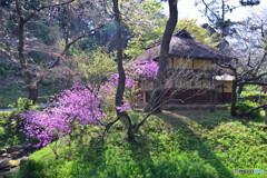 春の三渓園にて