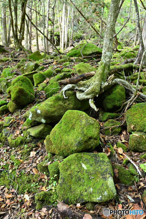苔むすゴロゴロ岩