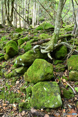 苔むすゴロゴロ岩