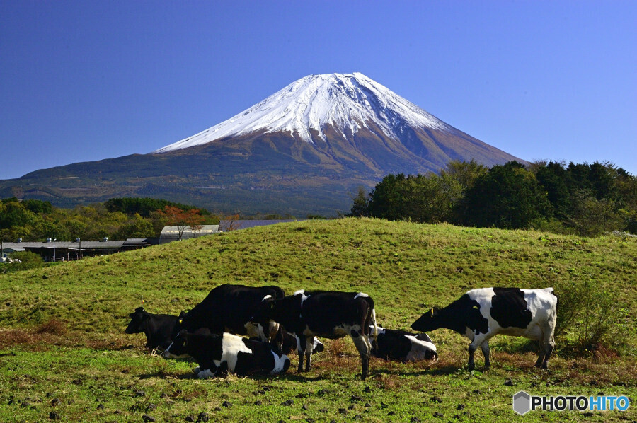 牛と富士山