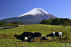牛と富士山