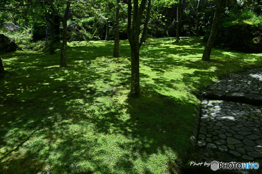 苔庭にて