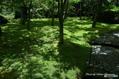 苔庭にて