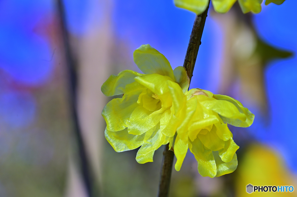 我が家の蝋梅は花盛り（2）