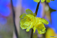 我が家の蝋梅は花盛り（2）
