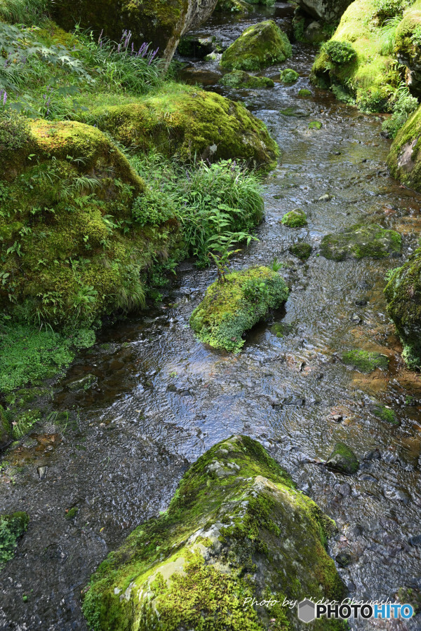 苔庭の渓谷
