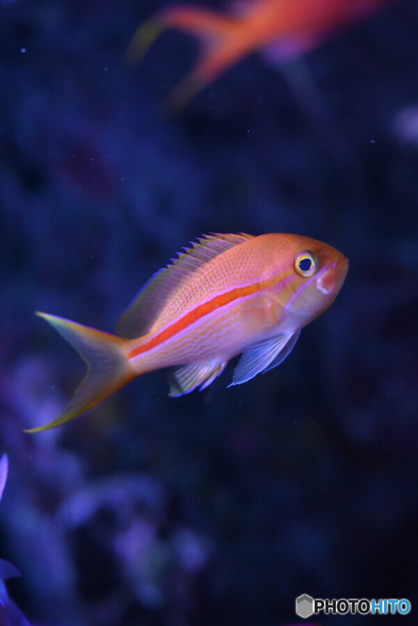 スジハナダイ？の幼魚