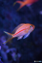 スジハナダイ？の幼魚