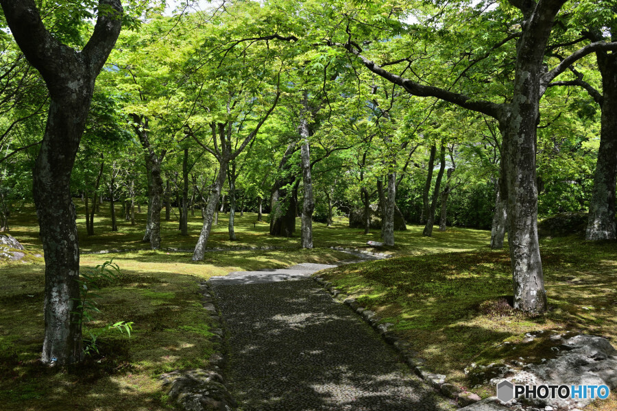 苔庭