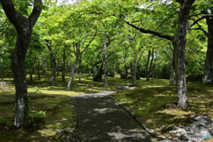 苔庭