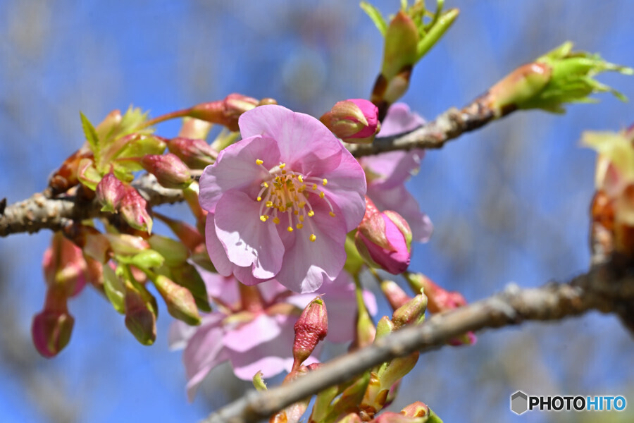 我が家の河津桜