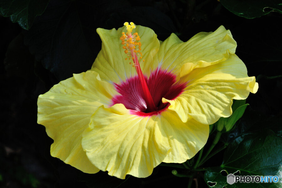 ハイビスカス ボレアスイエロー