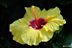 ハイビスカス ボレアスイエロー