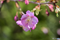 花一論