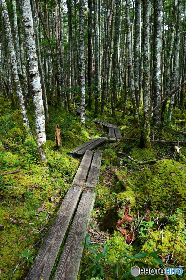 苔むすちゃみずの森