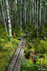 苔むすちゃみずの森