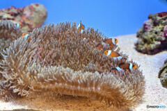 カクレクマノミとシライトイソギンチャク