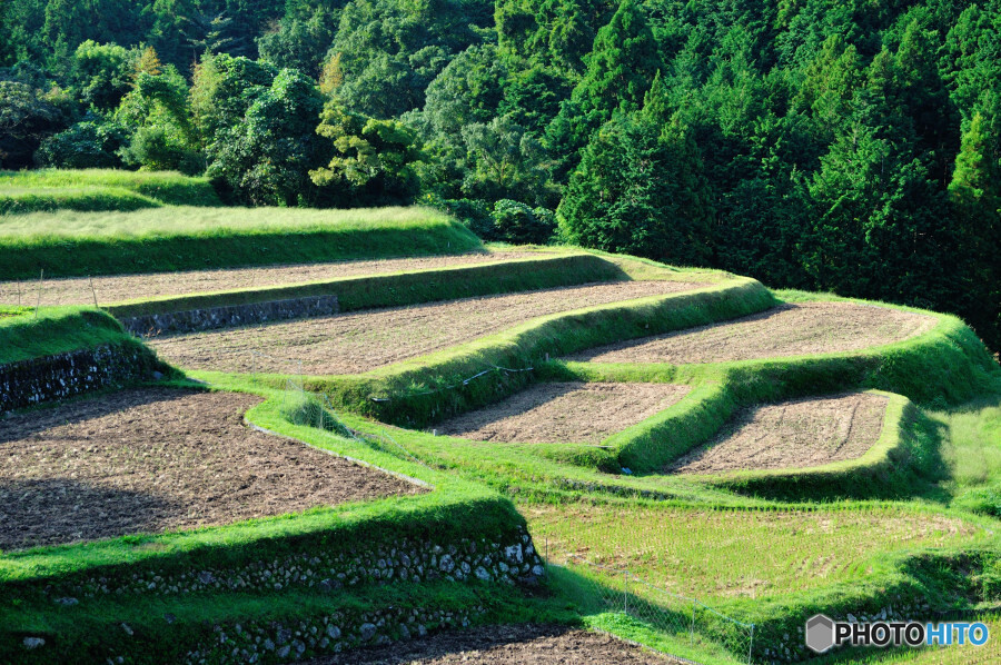 荒原の棚田