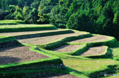 荒原の棚田