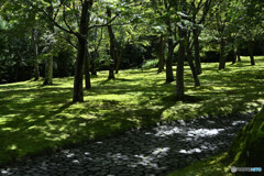 素晴らしい苔庭の姿