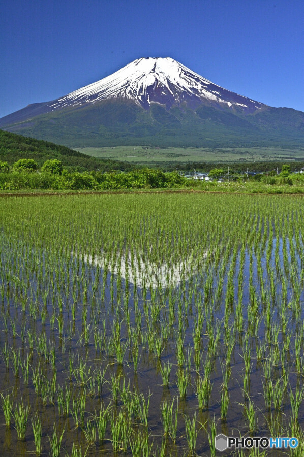 田んぼの逆さ富士