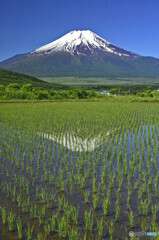 田んぼの逆さ富士