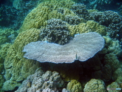 テーブルサンゴ