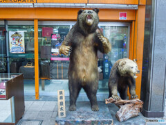 ヒグマの剥製が！