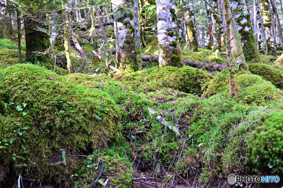 苔むす登山道