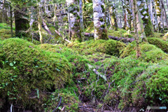 苔むす登山道