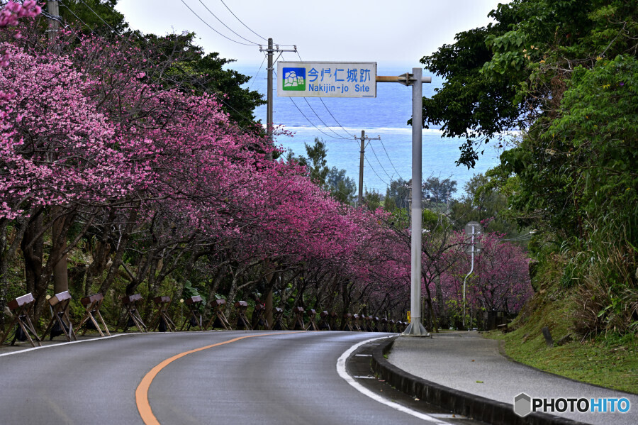 国内で一番早いさくらの開花