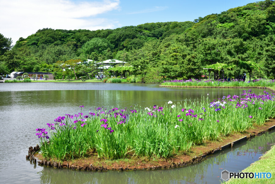 春の三渓園